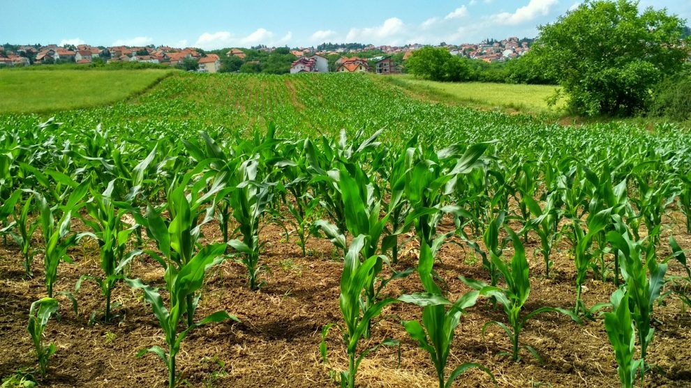 kukurūzų auginimas