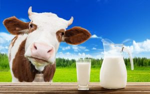 cow_milk