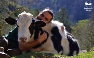 cows-love