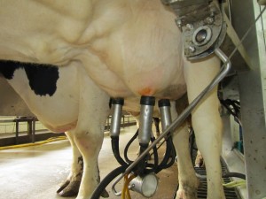 1_Udder with milking claws