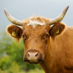 Cow_horned_portrait