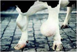 Karvės kojos naudojant nepatogią guoliavietę