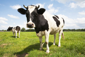 cow-at-pasture