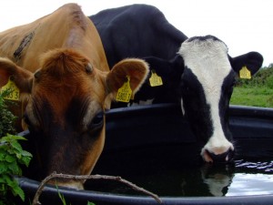 cows-drinking-water