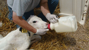 feeding-calf