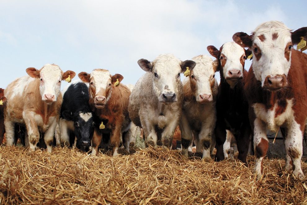 Pieno ūkio naujienos: modernus ūkis - nauda karvei | Jūsų: ūkis, ferma, banda, karvės, telyčios, veršeliai, pienas | pienoukis.lt |