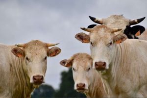 cow herd