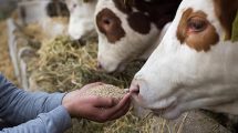 NMA parama, žemės ūkio naujienos, pieno ukis