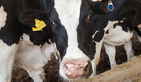 Zemes ukio naujienos, pieno ukis, zemes ukis, karviu seklinimas