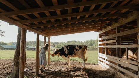 Žemės ūkio naujienos, pienos ūkis, NMA paramos