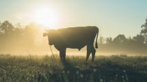 Žemės ūkio naujienos, pienos ūkis, NMA paramos
