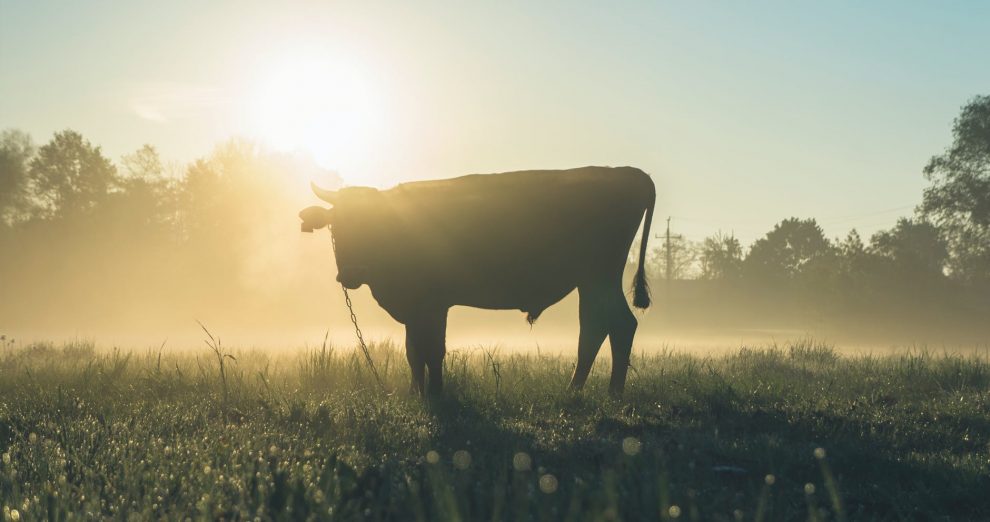 Žemės ūkio naujienos, pienos ūkis, NMA paramos