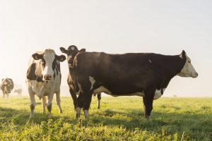 NMA parama, žemės ūkio naujienos, pieno ukis