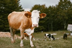 NMA parama, žemės ūkio naujienos, pieno ukis