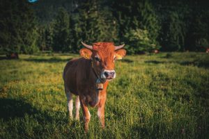 NMA parama, žemės ūkio naujienos, pieno ukis