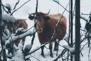 NMA parama, išmokų dydžiai