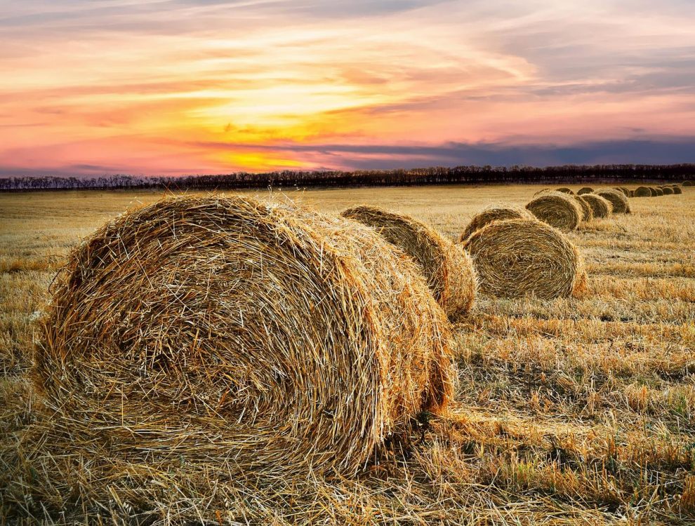 NMA parama, žemės ūkio naujienos, pieno ukis