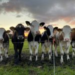 NMA parama, žemės ūkio naujienos, pieno ukis