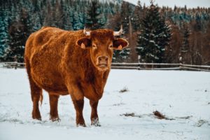 NMA parama, žemės ūkio naujienos, pieno ukis