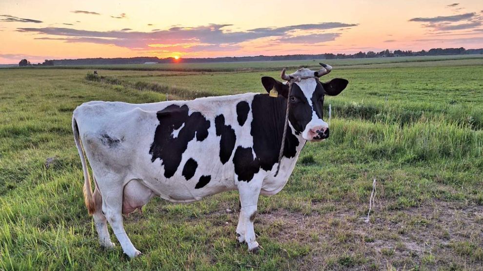 NMA parama, žemės ūkio naujienos