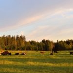 NMA parama, zemes ukio naujienos, pieno ukis