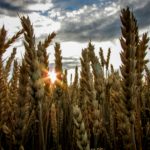 NMA parama, zemes ukio naujienos, pieno ukis