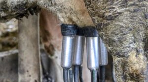 Melžimo praktika, pieno ukis, zemes ukio naujienos