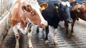 Pieno ukio valdymas, misrinimas