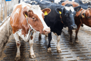 Pieno ukio valdymas, misrinimas