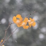 NMA parama, pieno ukis, zemes ukio naujienos