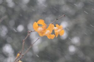 NMA parama, pieno ukis, zemes ukio naujienos