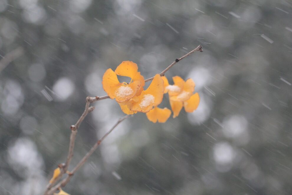 NMA parama, pieno ukis, zemes ukio naujienos