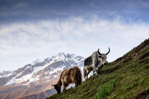 NMA parama, pieno ukis, zemes ukio naujienos