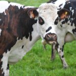 NMA parama, pieno ukis, zemes ukio naujienos