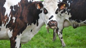 NMA parama, pieno ukis, zemes ukio naujienos