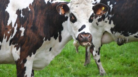 NMA parama, pieno ukis, zemes ukio naujienos