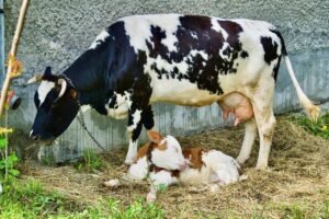 NMA parama, pieno ukis, zemes ukio naujienos