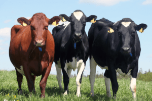 vikingenetics, pieno ukis, zemes ukio naujienos