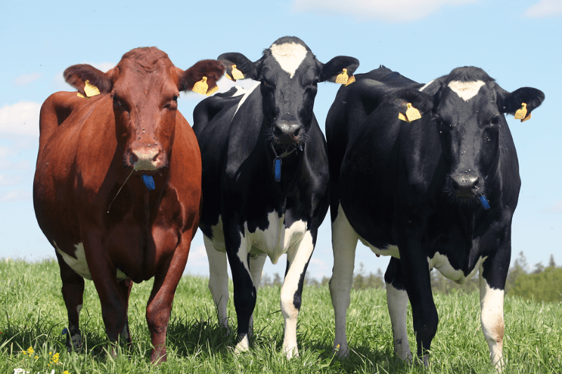 vikingenetics, pieno ukis, zemes ukio naujienos