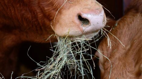 serimas, pieno ukis, zemes ukio naujienos