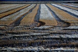 NMA parama, pieno ukis, zemes ukio naujienos