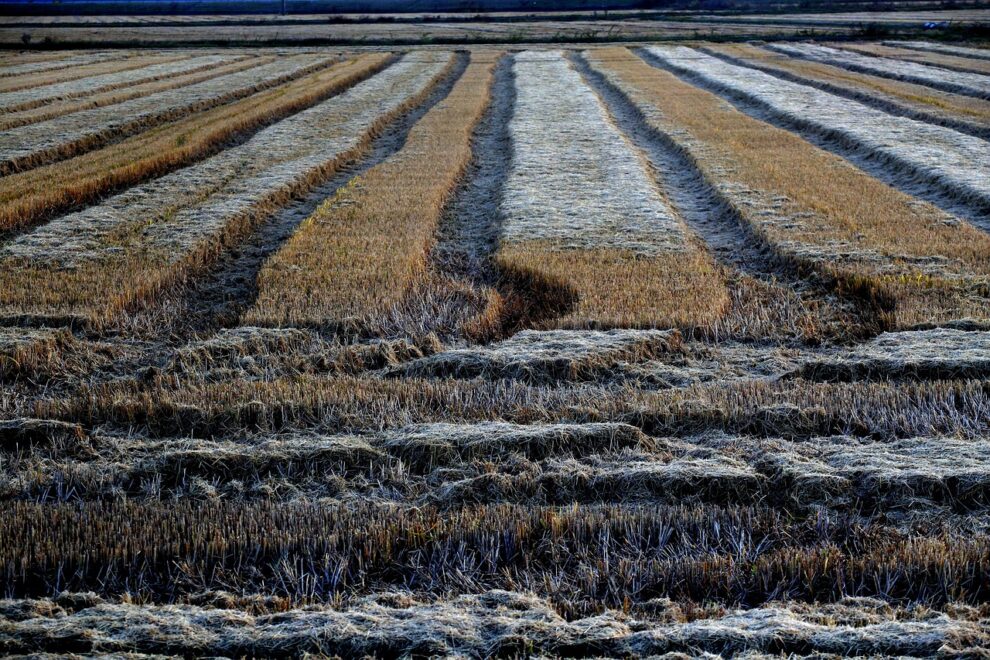 NMA parama, pieno ukis, zemes ukio naujienos