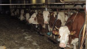 NMA parama, pieno ukis, zemes ukio naujienos