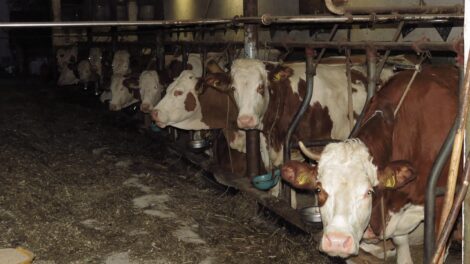 NMA parama, pieno ukis, zemes ukio naujienos