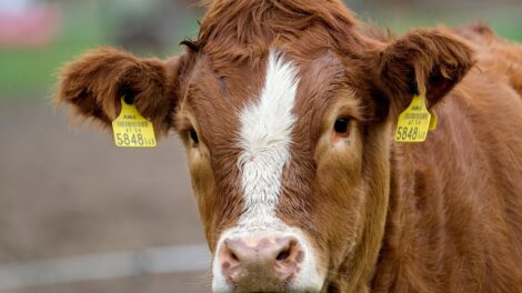 laktacija, pieno ukis, zemes ukio naujienos