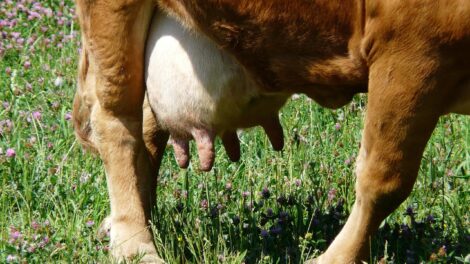 Kojos ir nagos, pieno ukis, zemes ukio naujienos