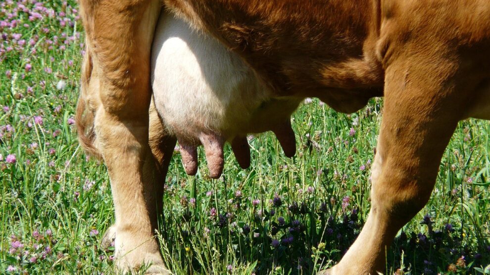 Kojos ir nagos, pieno ukis, zemes ukio naujienos