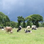 Brokavimas, pieno ukis, zemes ukio naujienos