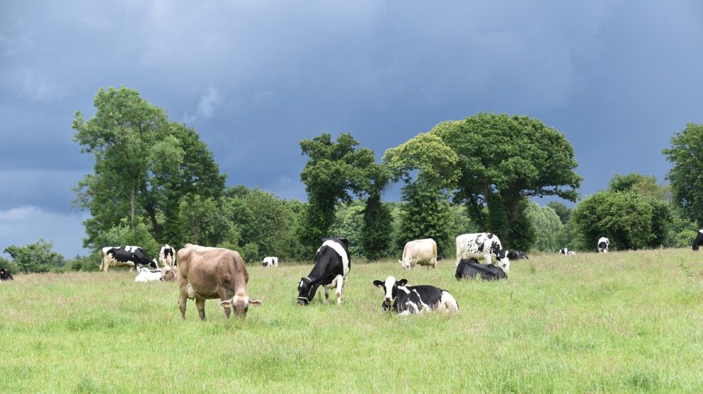 Brokavimas, pieno ukis, zemes ukio naujienos