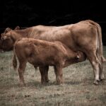 Reprodukcija, pieno ukis, zemes ukio naujienos